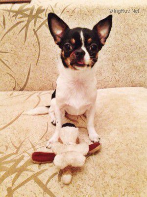 Dog Photo