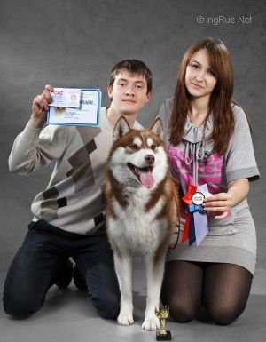 Dog Photo