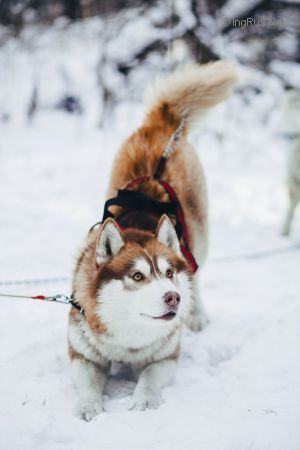 Dog Photo