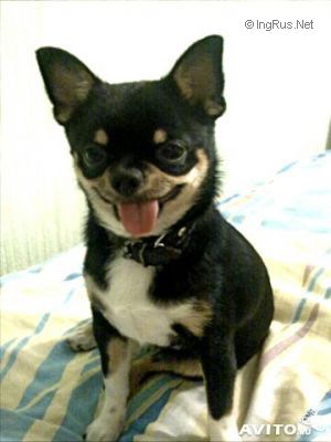 Dog Photo