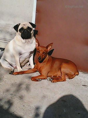 Dog Photo