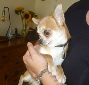 Dog Photo