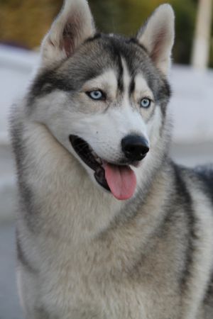 Dog Photo