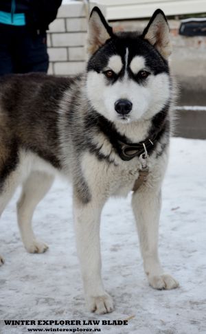 Dog Photo