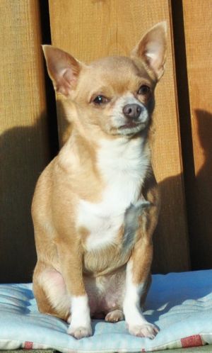 Dog Photo