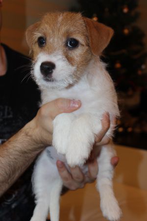 Dog Photo