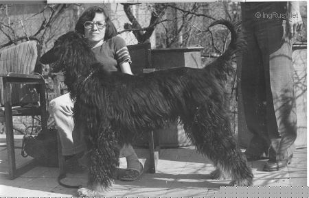 Dog Photo