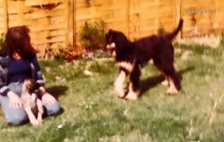 Dog Photo