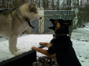 Dog Photo