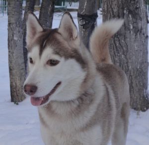 Dog Photo