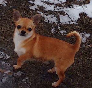 Dog Photo