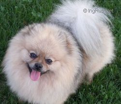Dog Photo