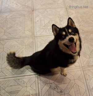 Dog Photo