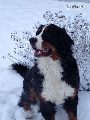 Dog Photo