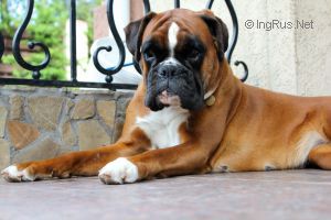 Dog Photo