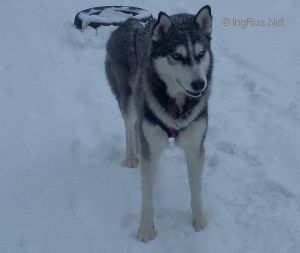 Dog Photo