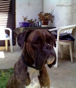 Dog Photo