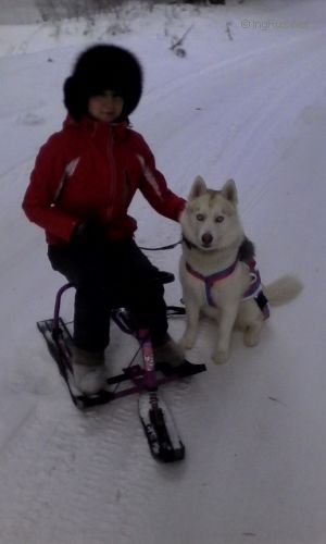 Dog Photo
