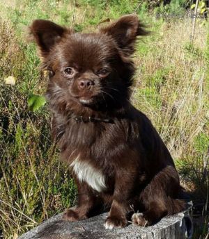 Dog Photo