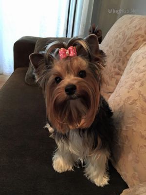 Dog Photo
