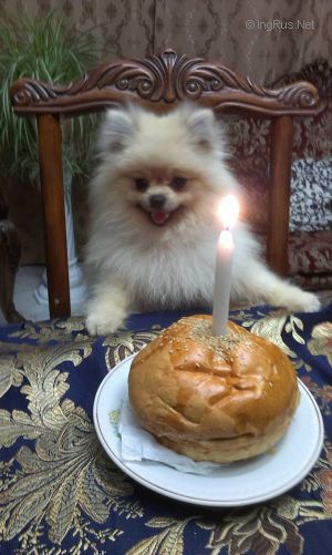 Dog Photo