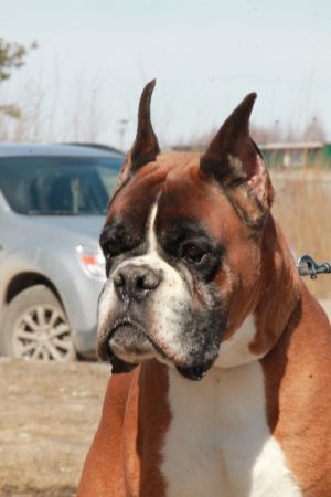 Dog Photo