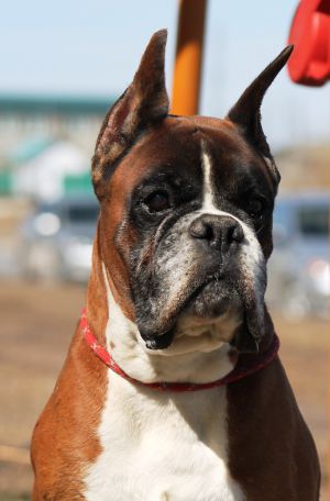 Dog Photo