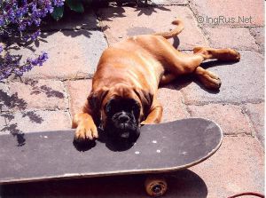 Dog Photo