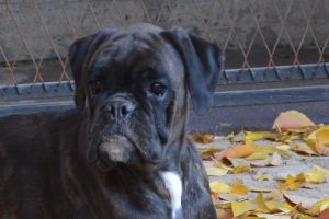 Dog Photo