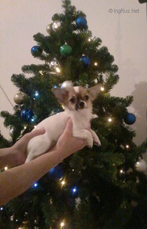 Dog Photo