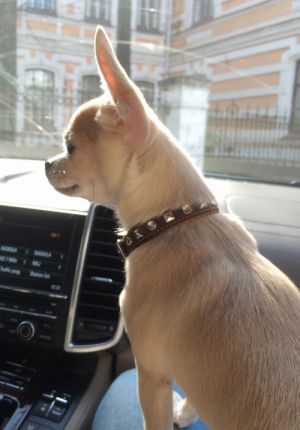 Dog Photo