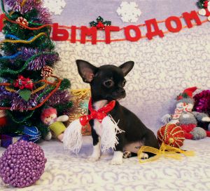 Dog Photo