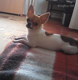 Dog Photo