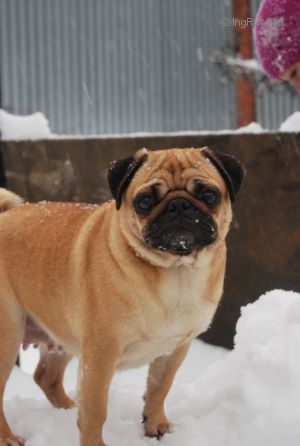 Dog Photo