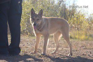 Dog Photo