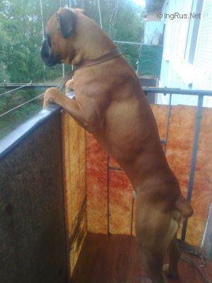 Dog Photo