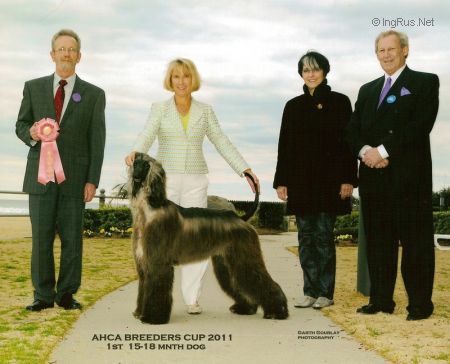 Dog Photo