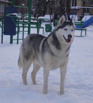 Dog Photo