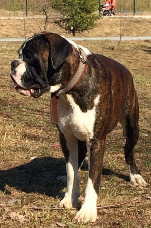 Dog Photo