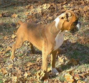 Dog Photo