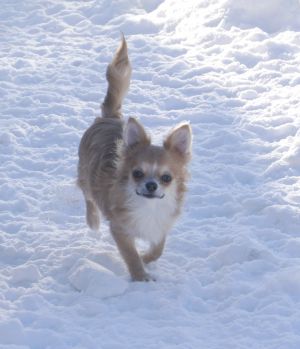 Dog Photo