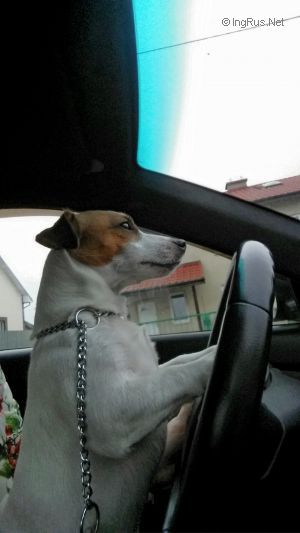 Dog Photo