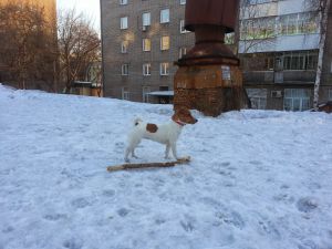 Dog Photo