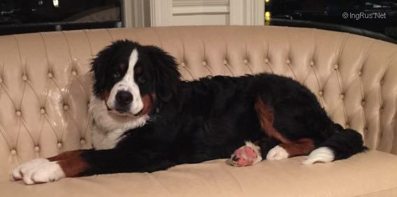 Dog Photo