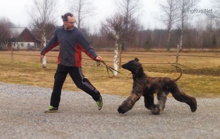 Dog Photo