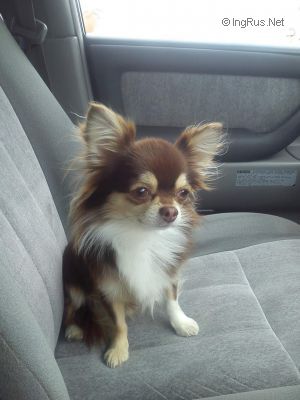 Dog Photo