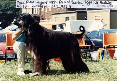 Dog Photo