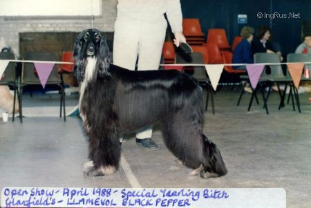 Dog Photo