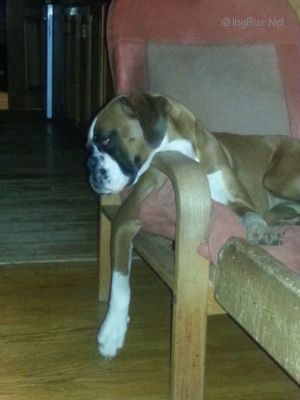 Dog Photo