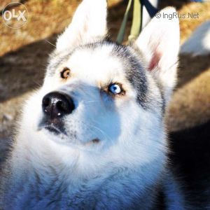 Dog Photo